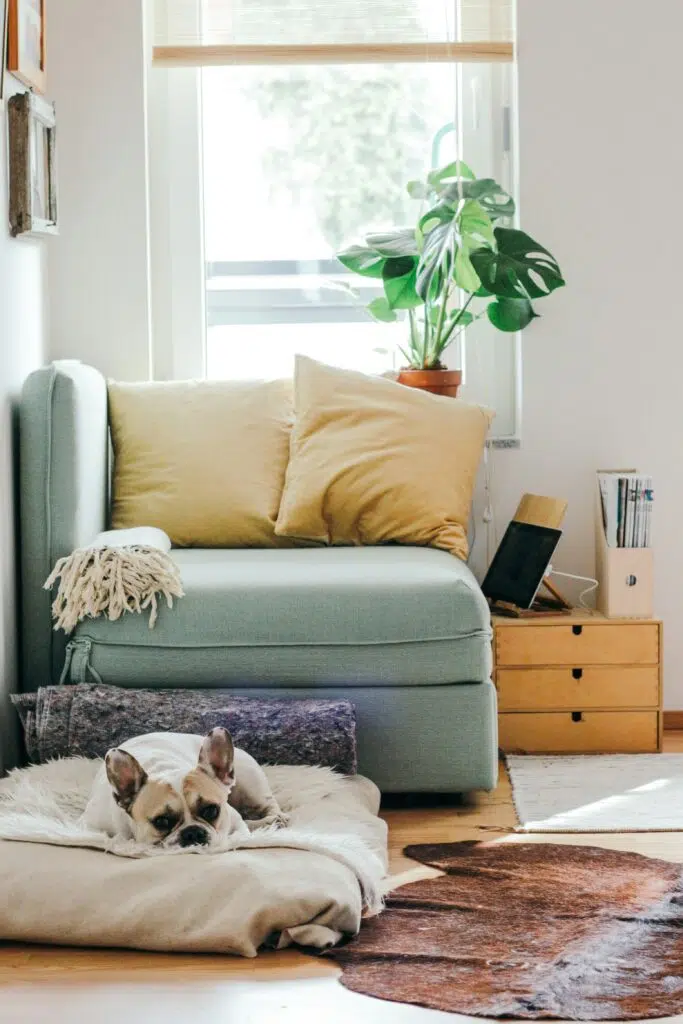 chien dans un intérieur moderne